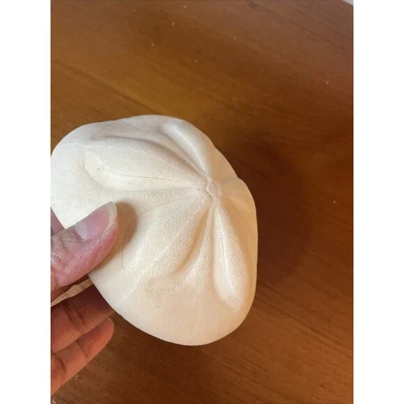 Puffy Sea Biscuit Sand Dollar Large Fossil Seashell Nautical Ocean Beach Decor - Picture 5 of 6